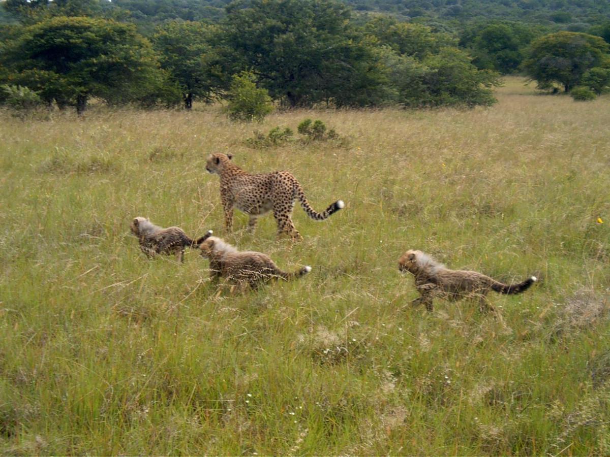 Safari Lodge - Amakhala Game Reserve Exterior foto