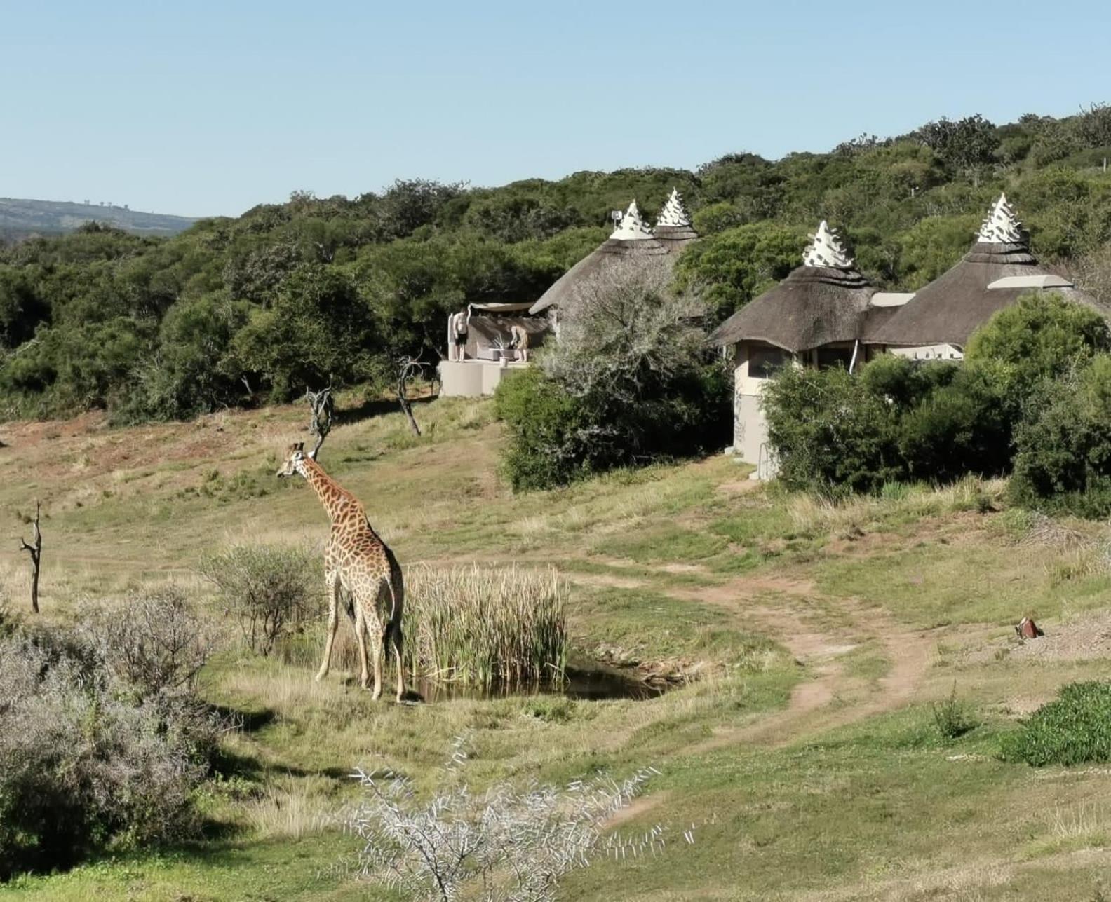 Safari Lodge - Amakhala Game Reserve Exterior foto