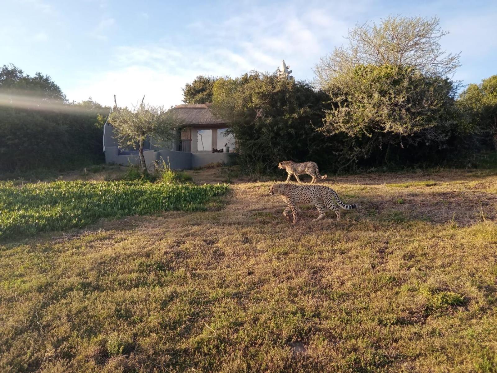 Safari Lodge - Amakhala Game Reserve Exterior foto